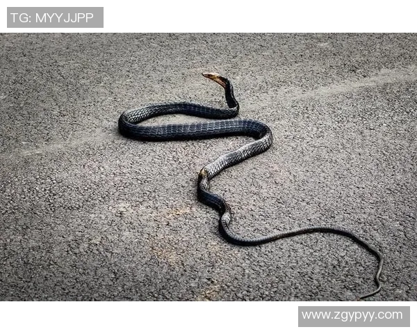 普埃布拉与桑托斯拉古拉的激烈对决揭示了球队实力的较量与未来的希望